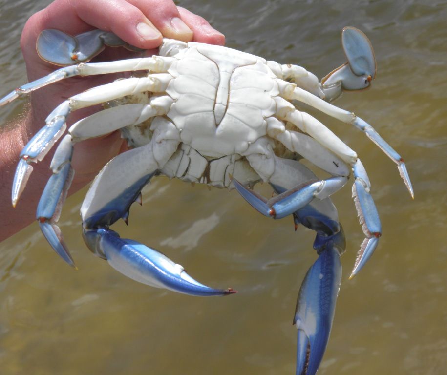 male blue crab