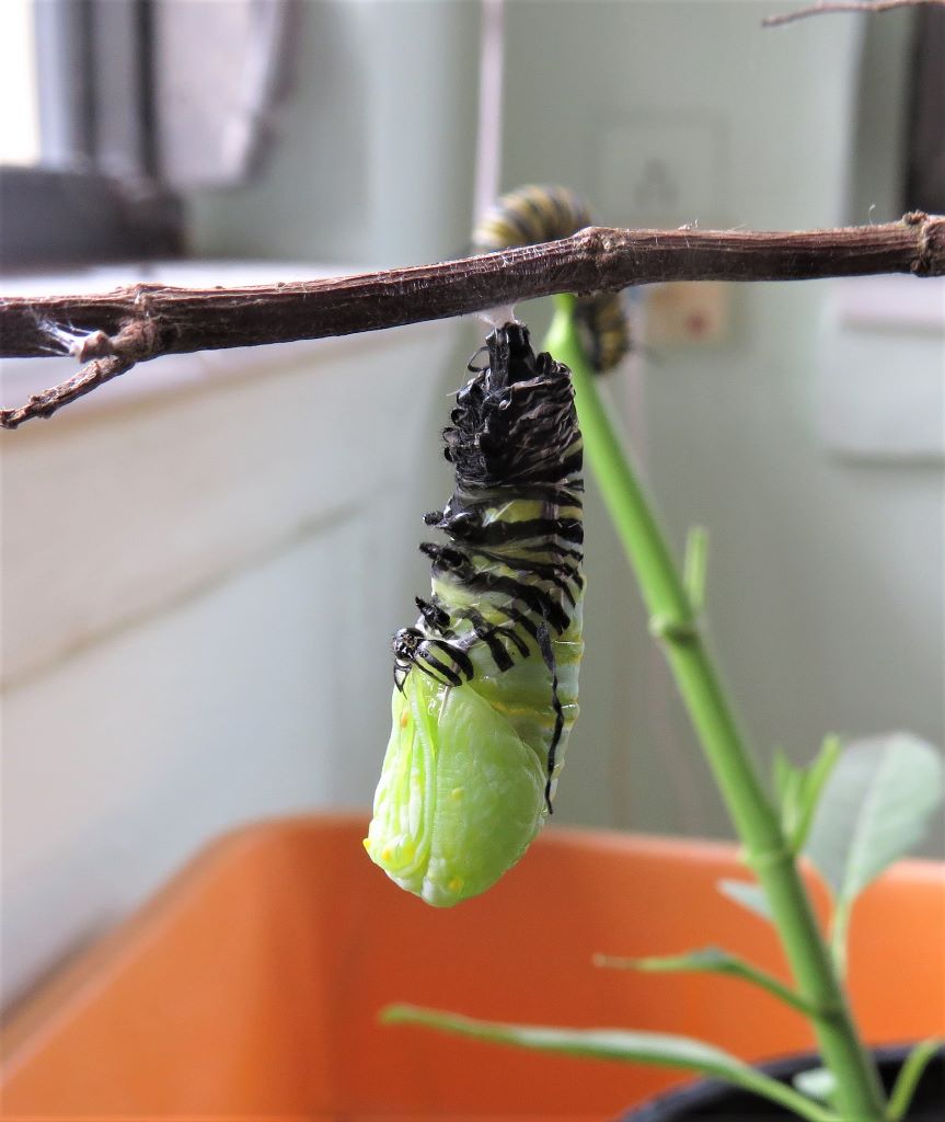 The Remarkable Birth of a Monarch Butterfly - Lemon Bay Conservancy