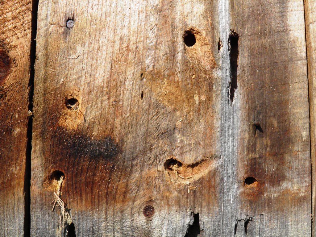 The Wood Cutter Bee – Lemon Bay Conservancy