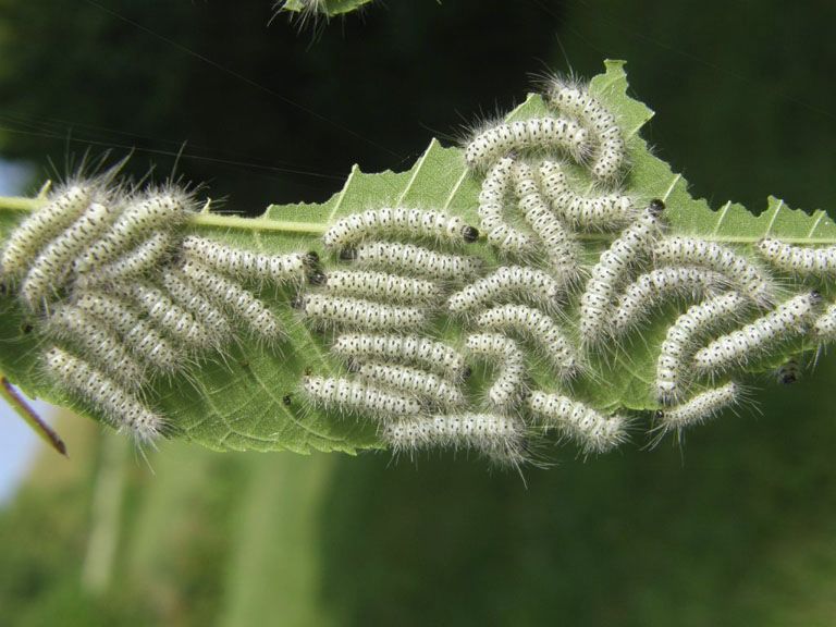 Beware Fuzzy Caterpillars Lemon Bay Conservancy