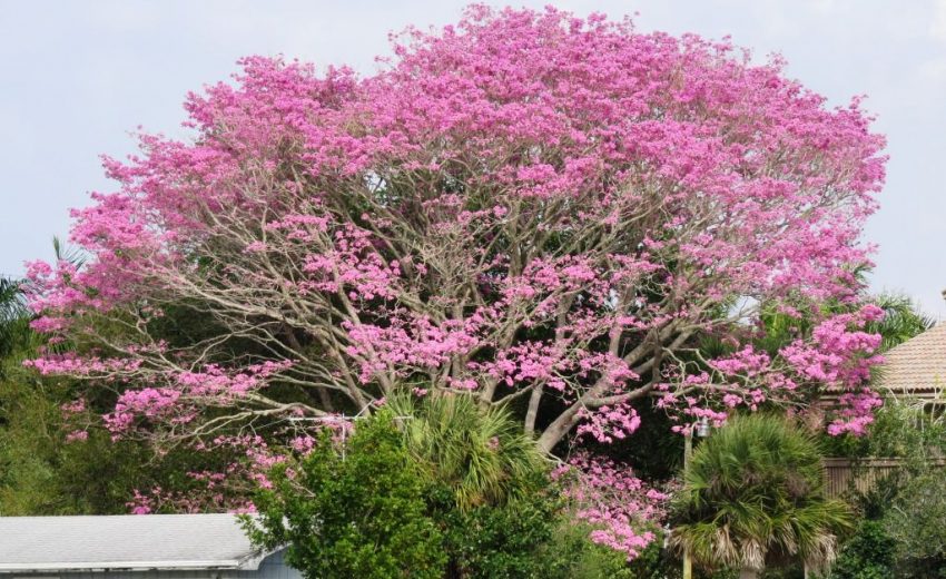 sw florida flowering trees