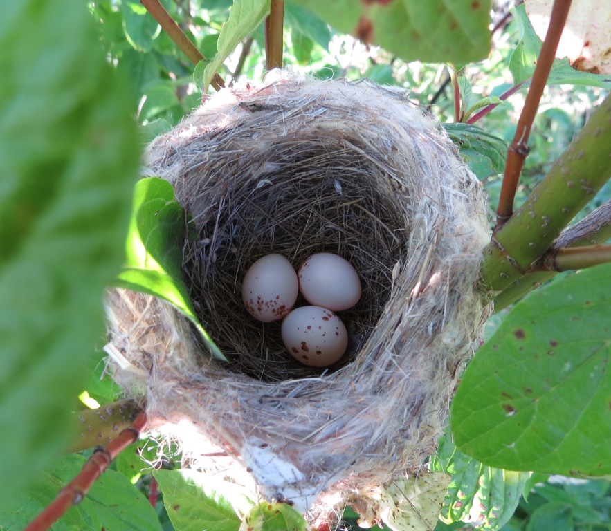 Eggtraordinary Bird Nests Lemon Bay Conservancy