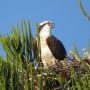 Ospreys Win Battle with Great Horned Owls – Lemon Bay Conservancy